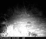 Garden Fox Watch: fox cubs