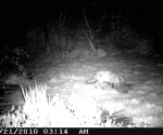 Garden Fox Watch: adult fox and cubs