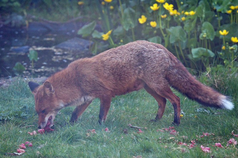 Garden Fox Watch: Vixen collecting food