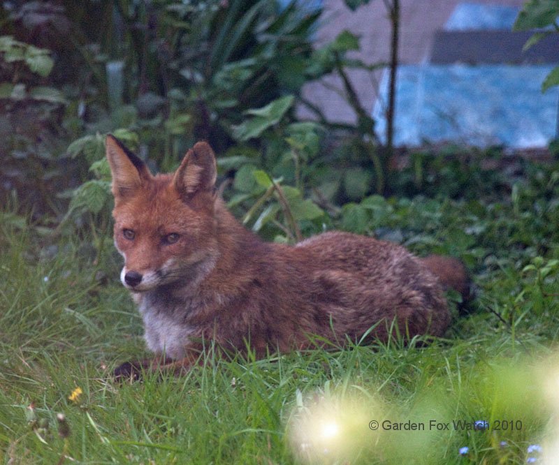 Garden Fox Watch: Adult fox keeping watch