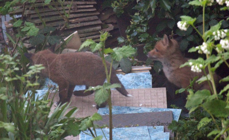 Garden Fox Watch: Cubs on the tiles
