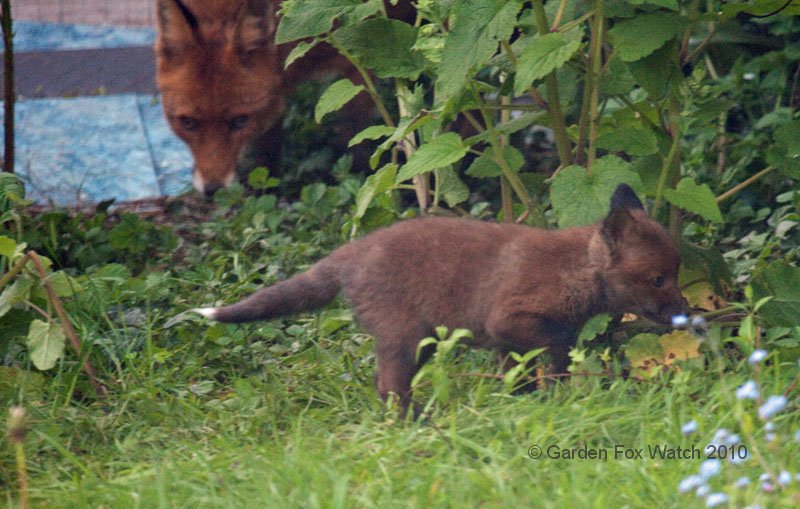 Garden Fox Watch: Cub explores while vixen watches