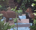 Garden Fox Watch: Cubs on the tiles
