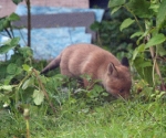 Garden Fox Watch: Cub exploring