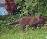 Garden Fox Watch: Cub explores while vixen watches