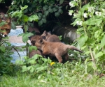 Garden Fox Watch: The cubs at play