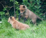 Garden Fox Watch: Pounce!