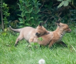 Garden Fox Watch: Caught you!