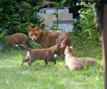 Garden Fox Watch: The gang's all here...