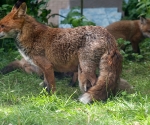 Garden Fox Watch: Still suckling