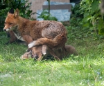 Garden Fox Watch: I never get a moment's peace