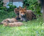 Garden Fox Watch: Maybe they\'ve finally worn themselves out?