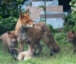 Garden Fox Watch: Rolling around