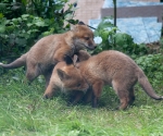 Garden Fox Watch: Pile of cubs