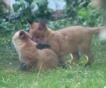 Garden Fox Watch: Hot gossip