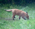 Garden Fox Watch: Grass examination