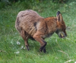 Garden Fox Watch: Cheese and meat