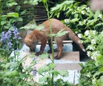 Garden Fox Watch: A day on the tiles...
