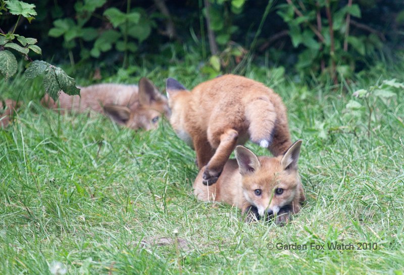 Garden Fox Watch: The vault