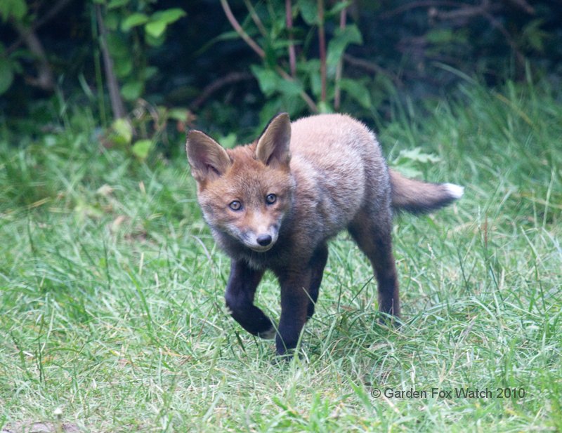 Garden Fox Watch: Trotting