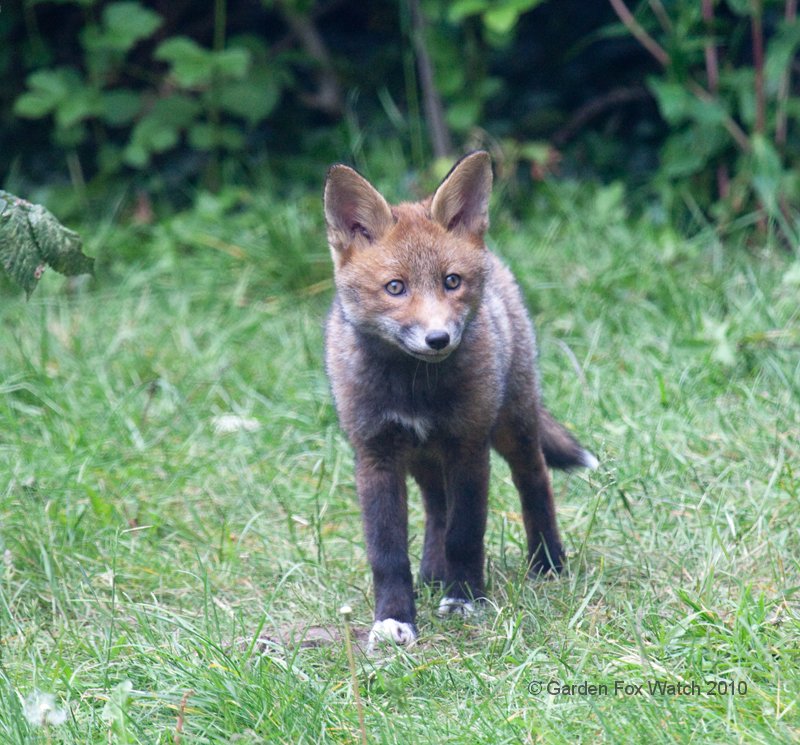 Garden Fox Watch: The darker cub