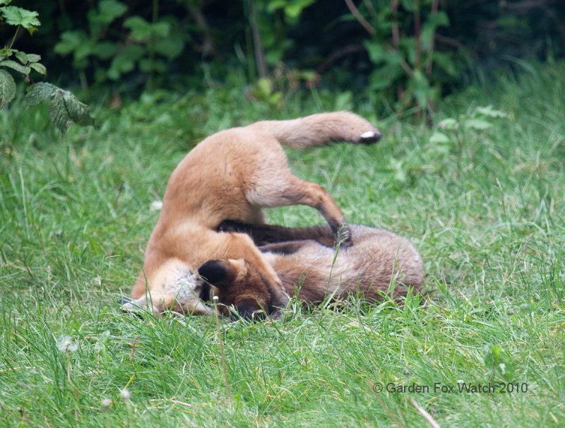 Garden Fox Watch: Tumbling