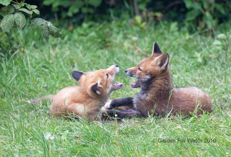 Garden Fox Watch: Yowl