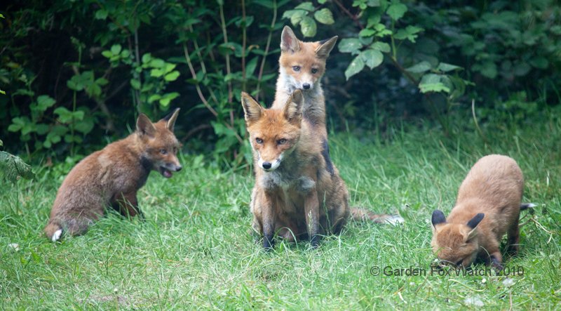 Garden Fox Watch: The pose