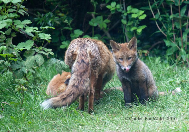 Garden Fox Watch: Tasty nose