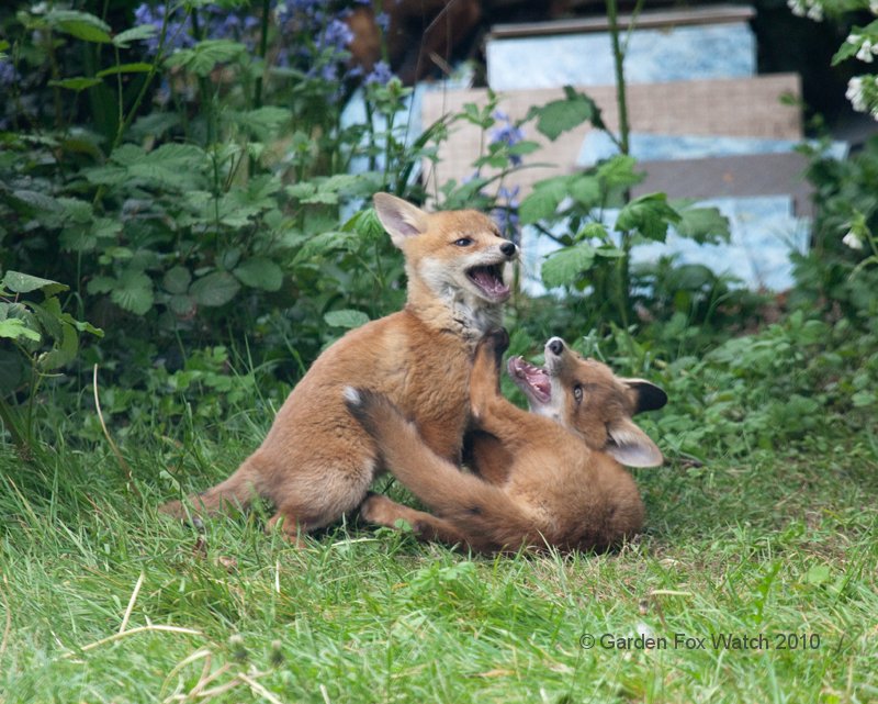 Garden Fox Watch: Playing rough