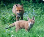 Garden Fox Watch: Soulful eyes