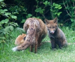 Garden Fox Watch: Tasty nose