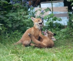 Garden Fox Watch: Playing rough