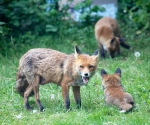 Garden Fox Watch: You kids get over here RIGHT NOW...