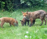 Garden Fox Watch: Time for food
