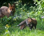 Garden Fox Watch: Watchful cub