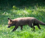 Garden Fox Watch: On the prowl