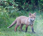 Garden Fox Watch: Watching