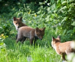 Garden Fox Watch: Ready for action