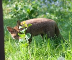 Garden Fox Watch: Hide and seek