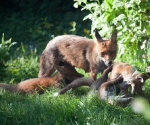 Garden Fox Watch: Can't get a moment's peace