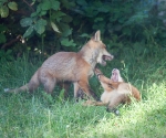 Garden Fox Watch: Teeth