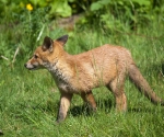 Garden Fox Watch: Checking