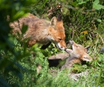 Garden Fox Watch: "Open up and say aaah!"