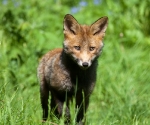 Garden Fox Watch: No, not Photoshop