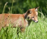 Garden Fox Watch: Pondering