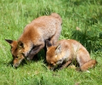 Garden Fox Watch: Teamwork