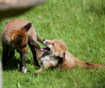 Garden Fox Watch: \"You stole my ears!\"