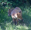 Garden Fox Watch: Yawn
