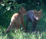 Garden Fox Watch: Smell